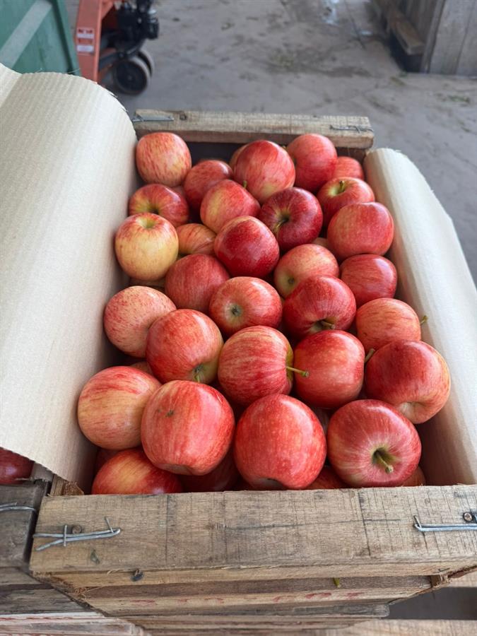 Manzana ROYAL GAJA GRANNEL CH CAJON x 16 kg