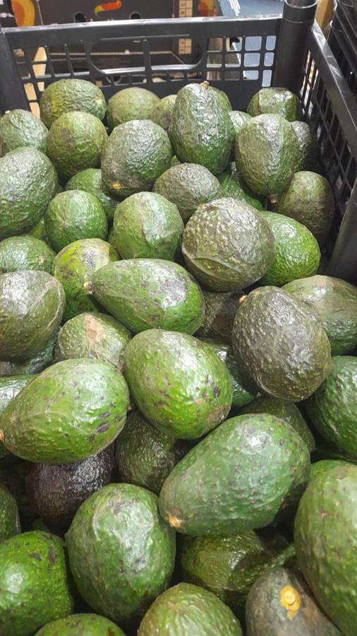 Palta Hass Mini Mayorista 9 kilos
