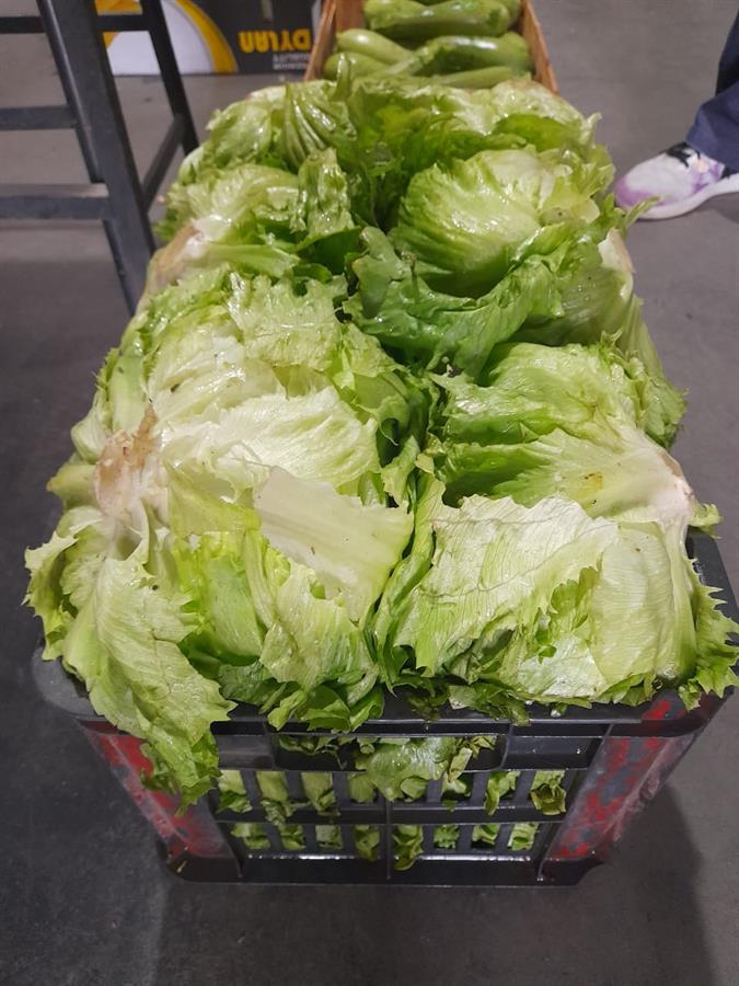 Lechuga Repollada Mayorista x 10 kg