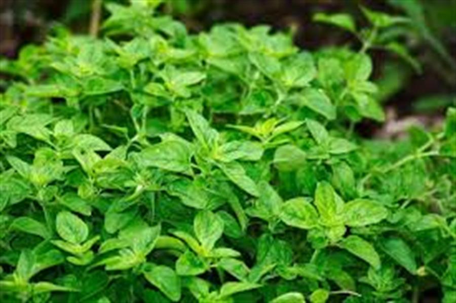 Oregano x paquete