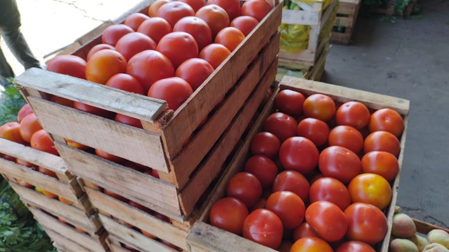 Tomate para Salsa Mayorista x 17 kilos