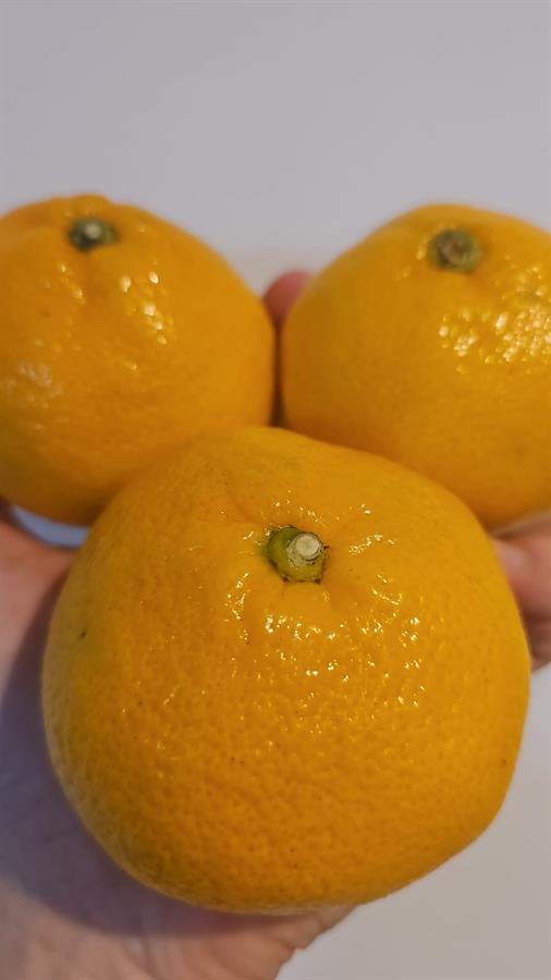 Mandarina OKITZU x Kg