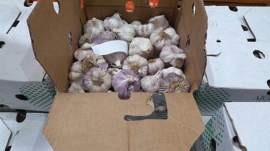 Ajo Grande Mayorista Bolsa x 50 unidades