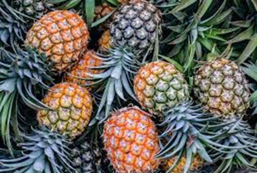 Anana Brasilero Grandes x Unidad