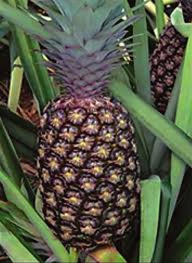 Anana Brasilero Grandes x Unidad