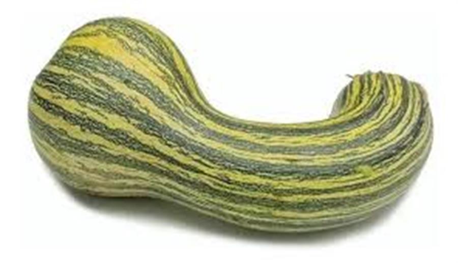 Calabaza Rayada Cogote x unidad
