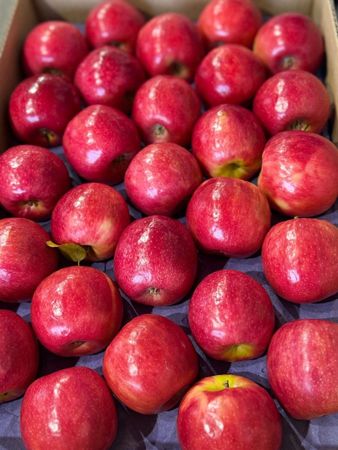 Manzana Pink Lady Mayorista x 18 kg