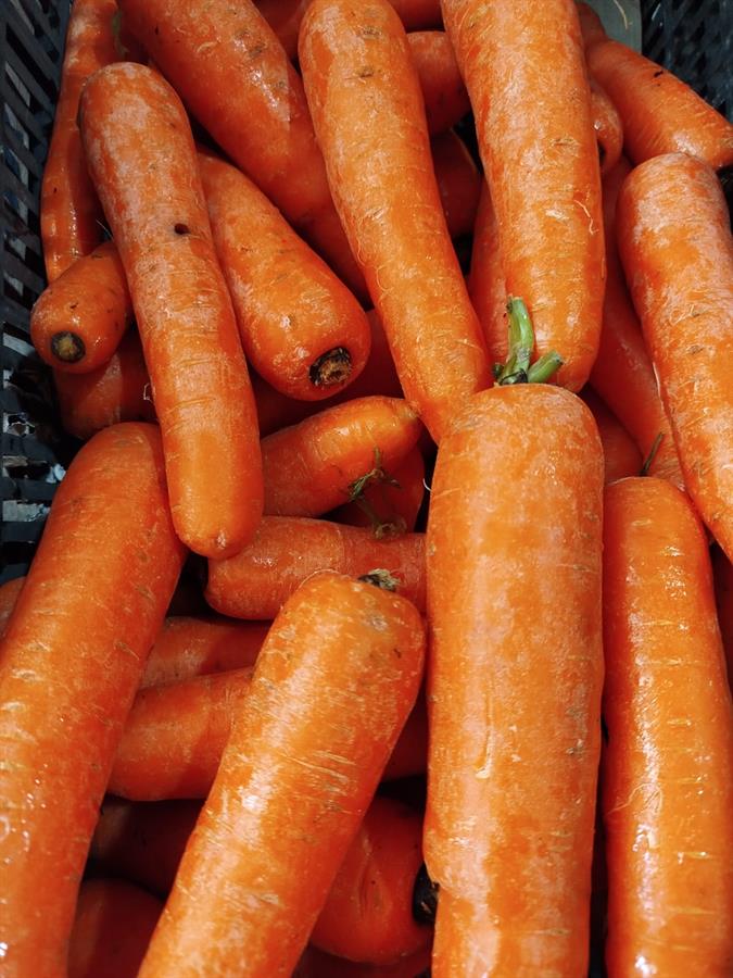 Zanahoria Elegida x kilo top quality