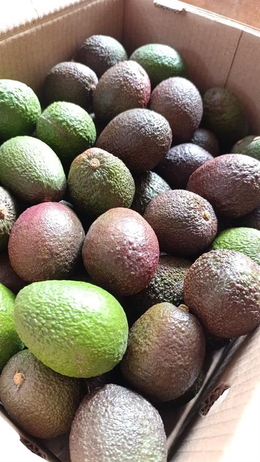 Palta Hass  9 kg..- $5263 Por Kilo Aprox