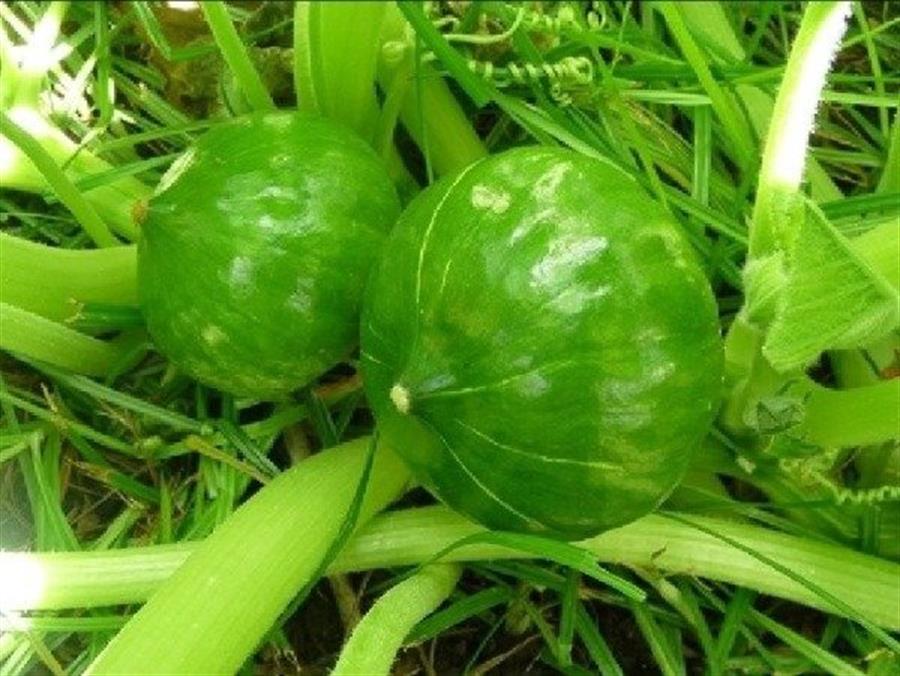 Zapallito Verde x kilo
