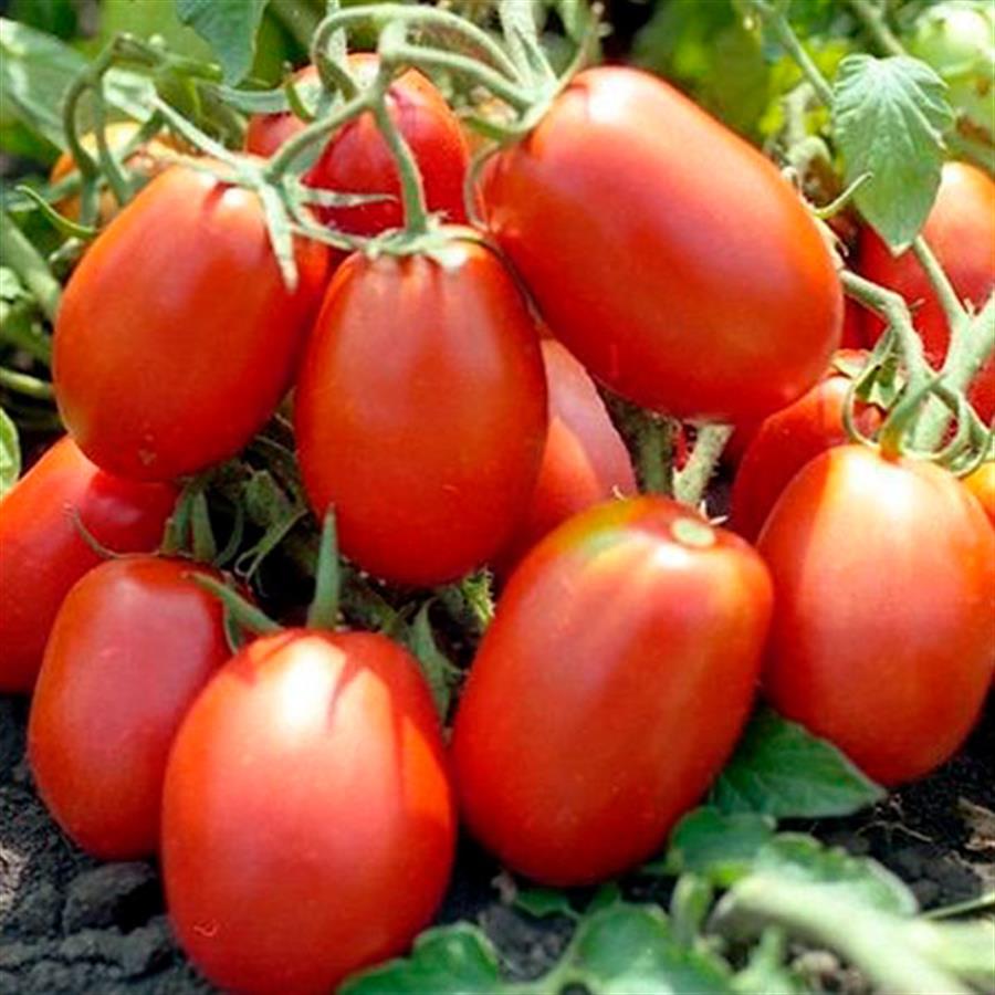 Tomate Perita Mini x kilo