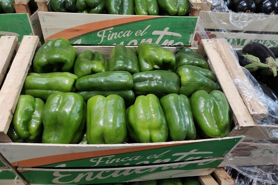 Pimiento Verde Mayorista x 9 kg