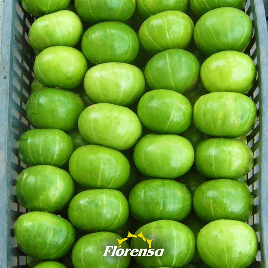 Zapallito Verde x kilo top quality