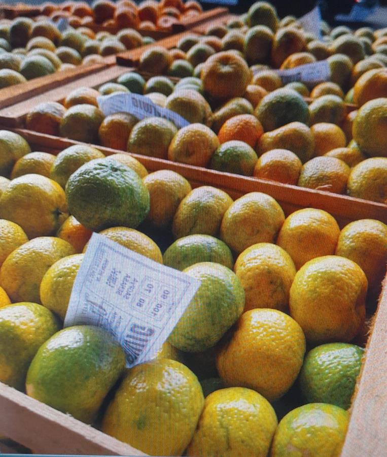 Mandarina Criolla Mayorista x 16 kg