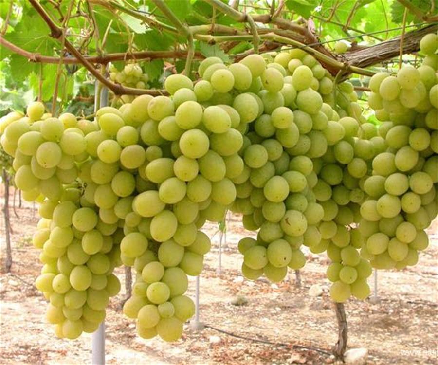 Uva Blanca SIN SEMILLAS x 500 gr