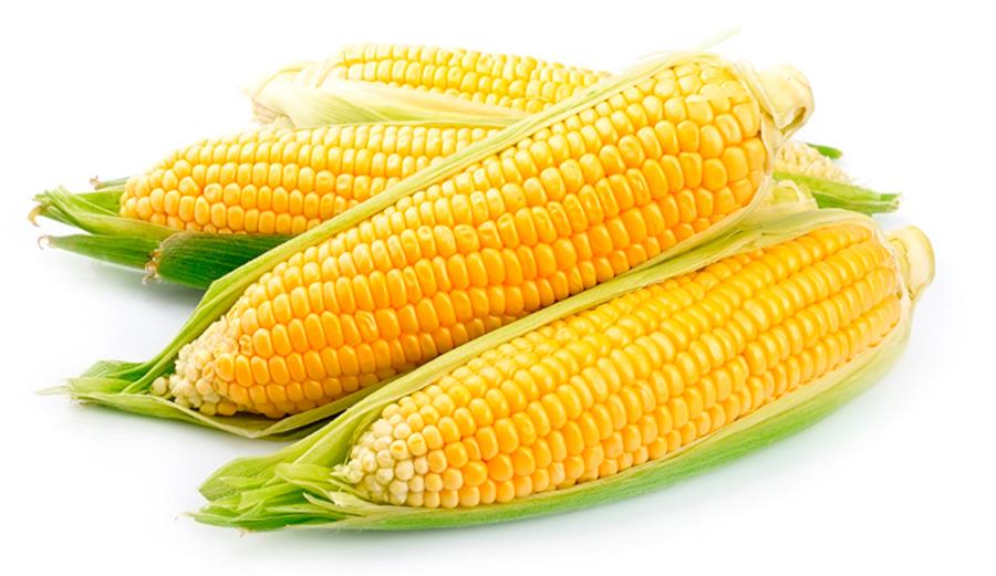 Choclo Crema x Unidad