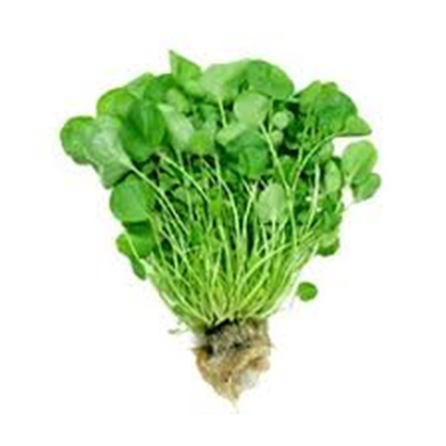 Berro Hidroponico x Paquete