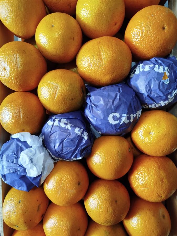 Naranja de Jugo x kilo