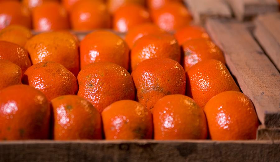 Mandarina Afurer Mayorista x 17 kg