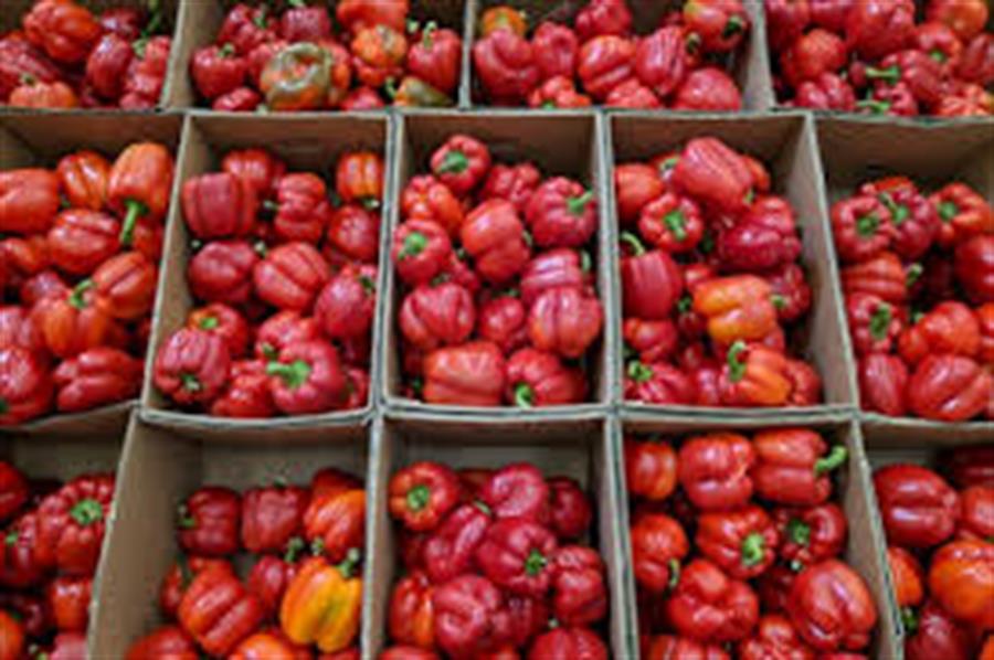 Pimiento Rojo x 8 kg $3375 Por Kilo Aprox