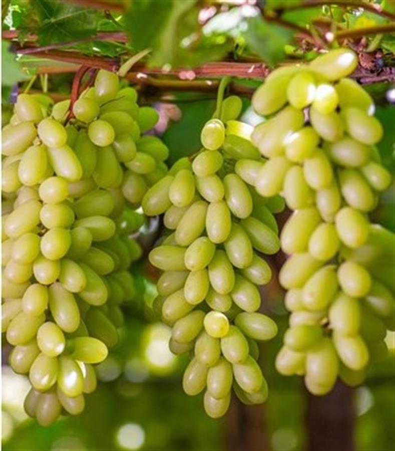 Uva Blanca Brasilera x 500 gr