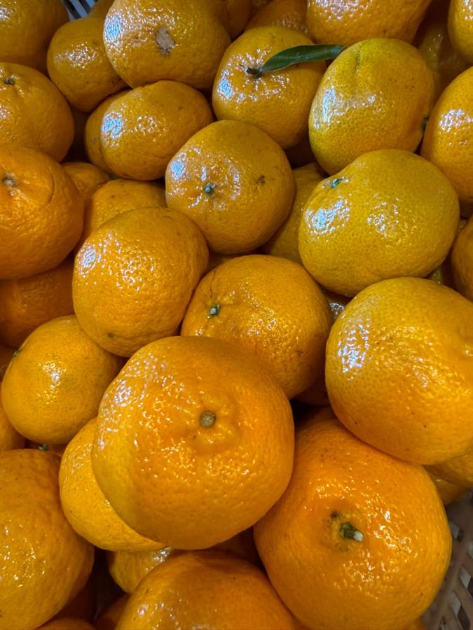 Mandarina Criolla x kg