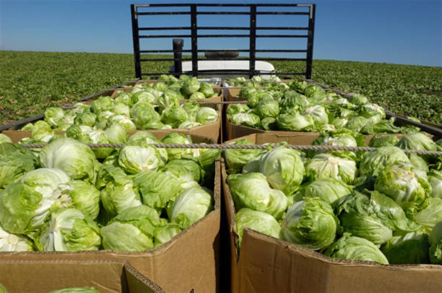 Lechuga Repollada  16 kg..- $1000 Por Kilo Aprox