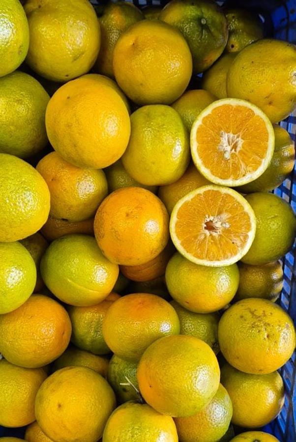 Naranja de Jugo Comun x kilo