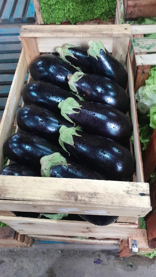 Berenjena Negra Caja x 10 kg $1100 Por Kilo Aprox