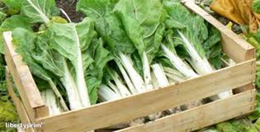 Acelga Mayorista  6 Uni ..- $1333 Por Unidada Aprox