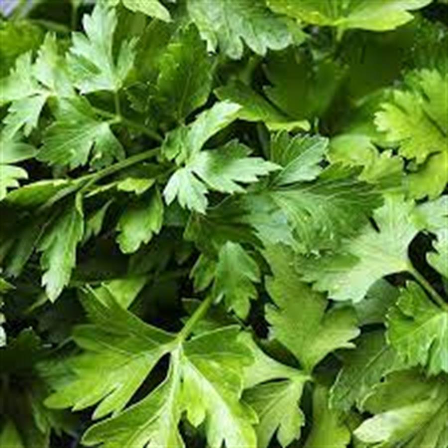 Perejil Ramito x 50 gr