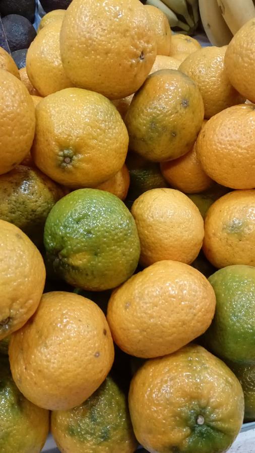 Mandarina Criolla x1kg