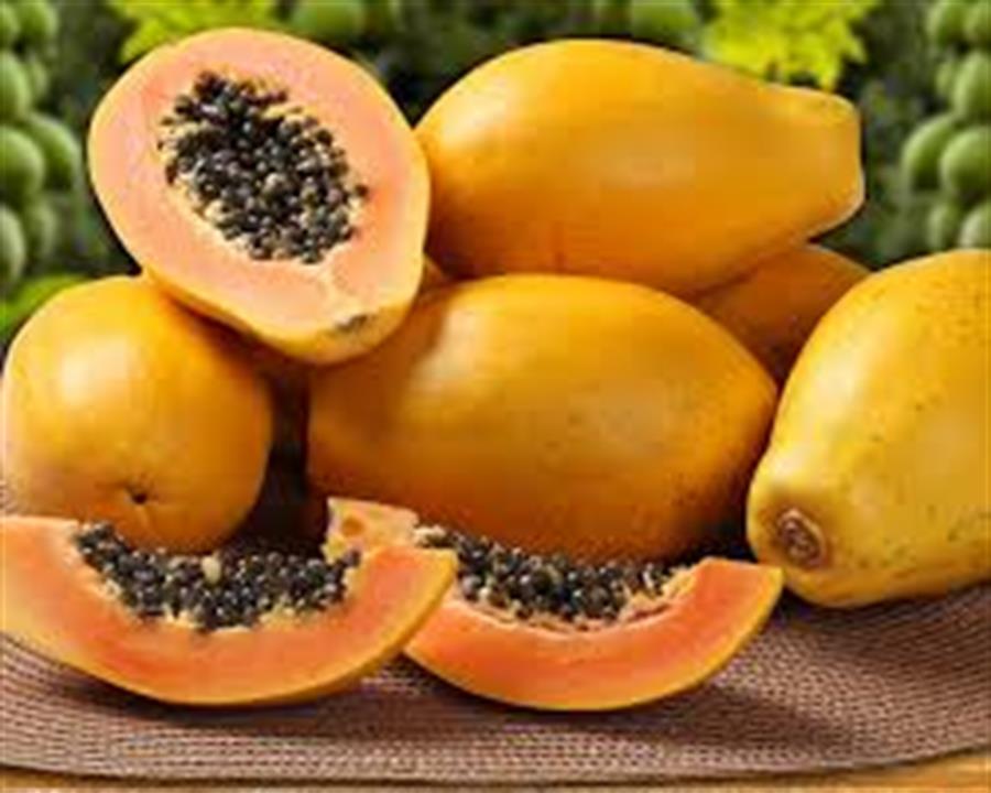 Papaya Brasilera x Unidad