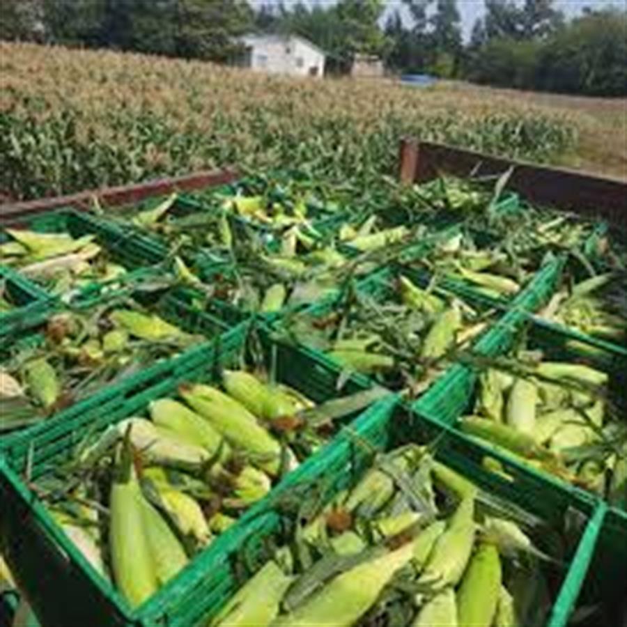 Choclo Blanco x 45 unid -  $334 Por unidad Aprox