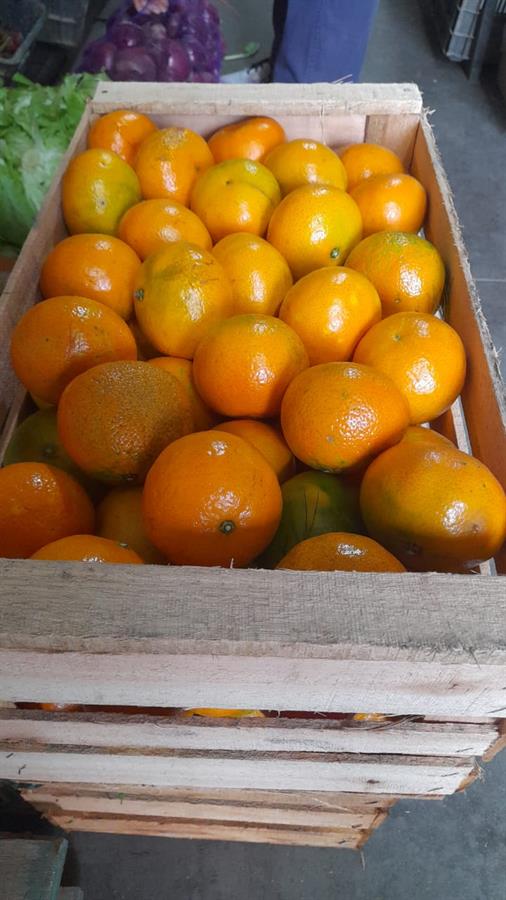 Mandarina Jugosa Mayorista x 17 Kg