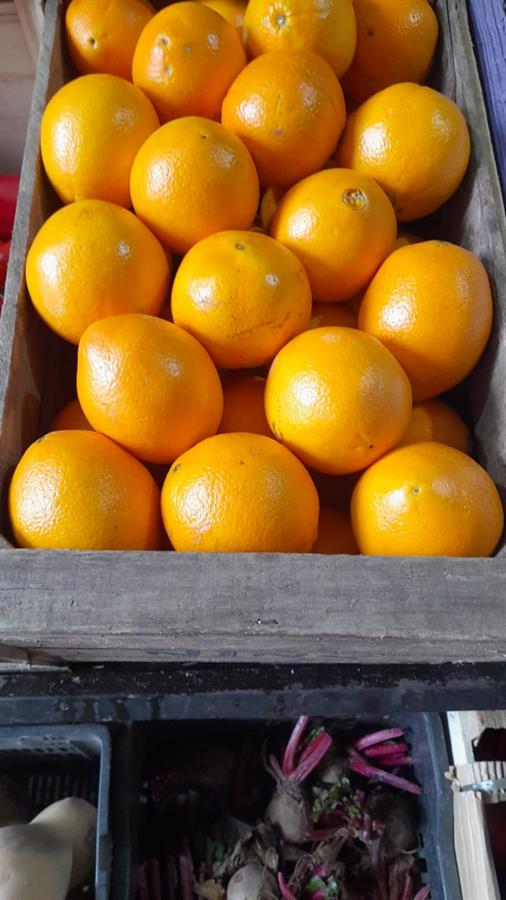 Naranja Ombligo Mayorista x 18 kg