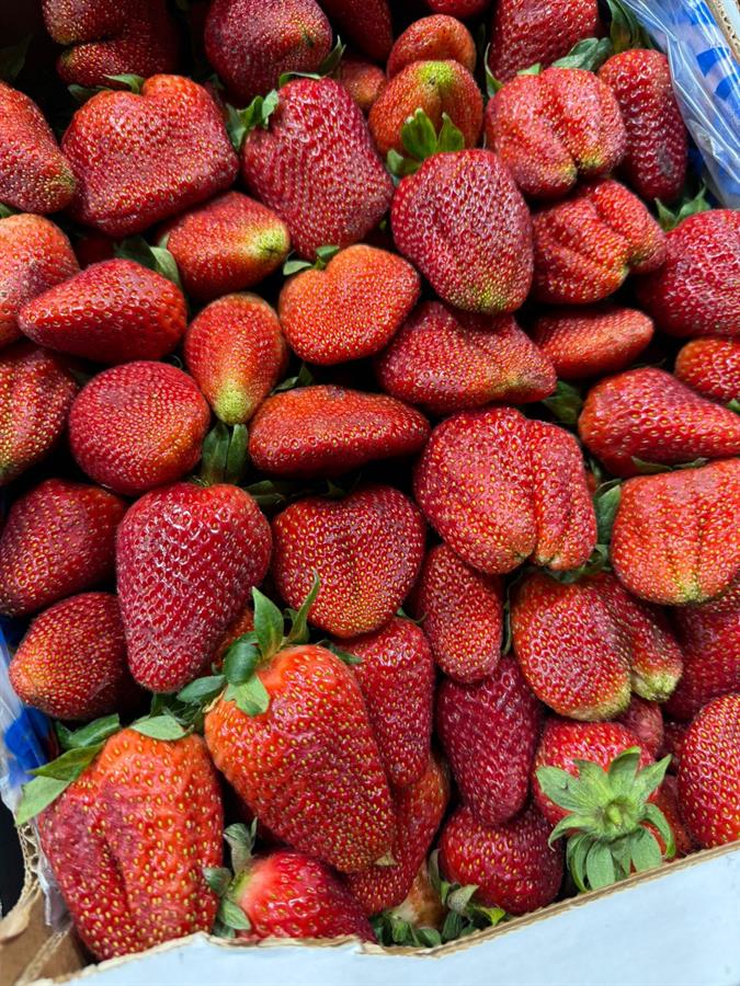 Frutillas x 250 gr