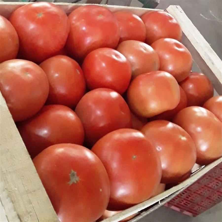 Tomate Redondo Mini Mayorista x 20 kg