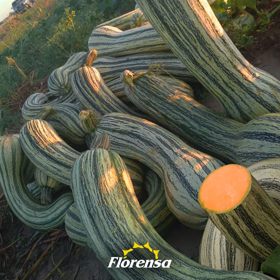 Calabaza Rayada Cogote x unidad