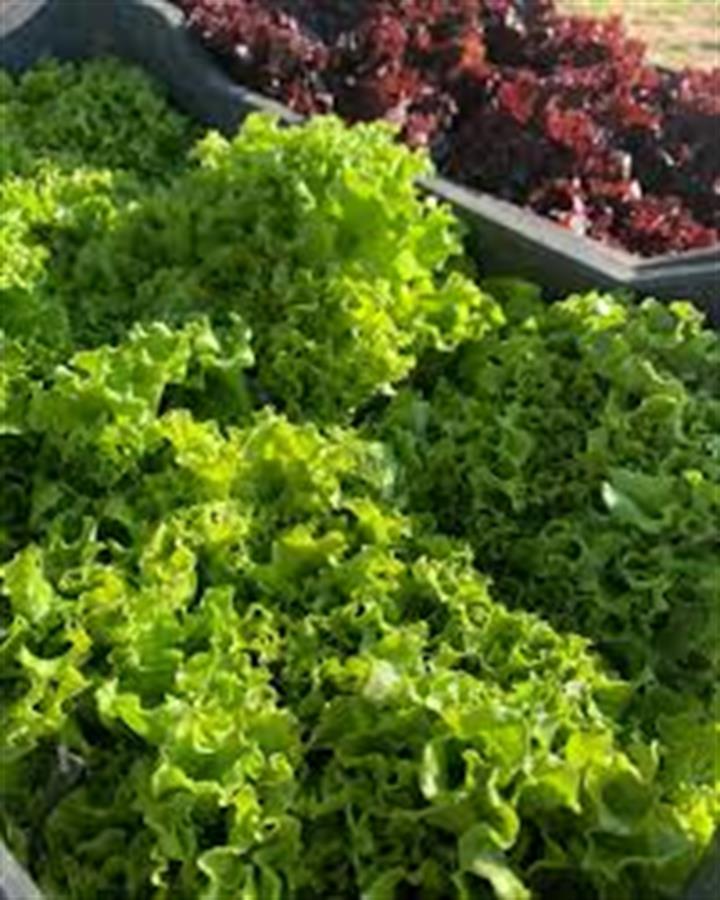 Lechuguin Verde x 6 Unidades $5400 - $900 cada uno