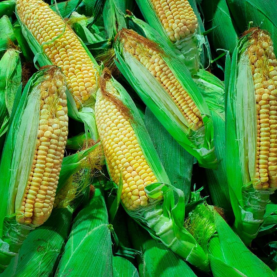 Choclo Con Chala x Unidad