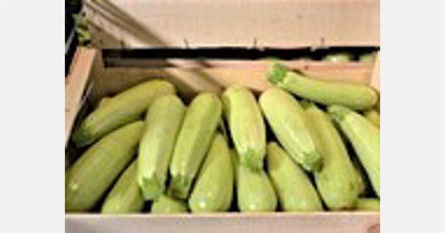 Zucchini Mayorista x 13 kg